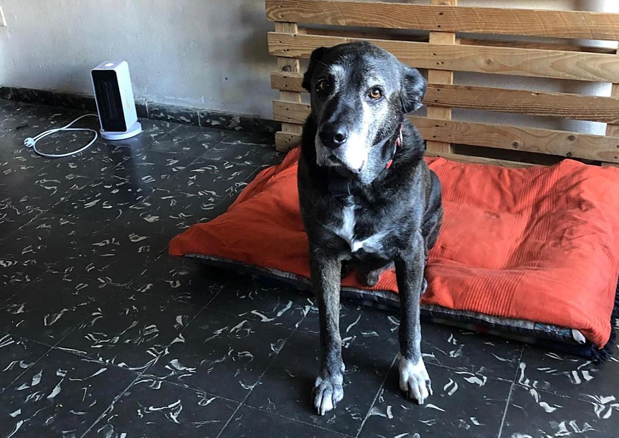 El ‘duelo desautorizado’: cuando no se valora el dolor por la muerte de un perro